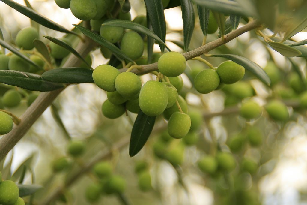 Aceituna