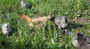 Agricultura Regenerativa