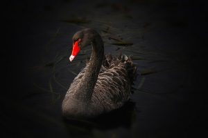 Cisne Negro