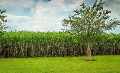 Cultivo tierras caña de azúcar