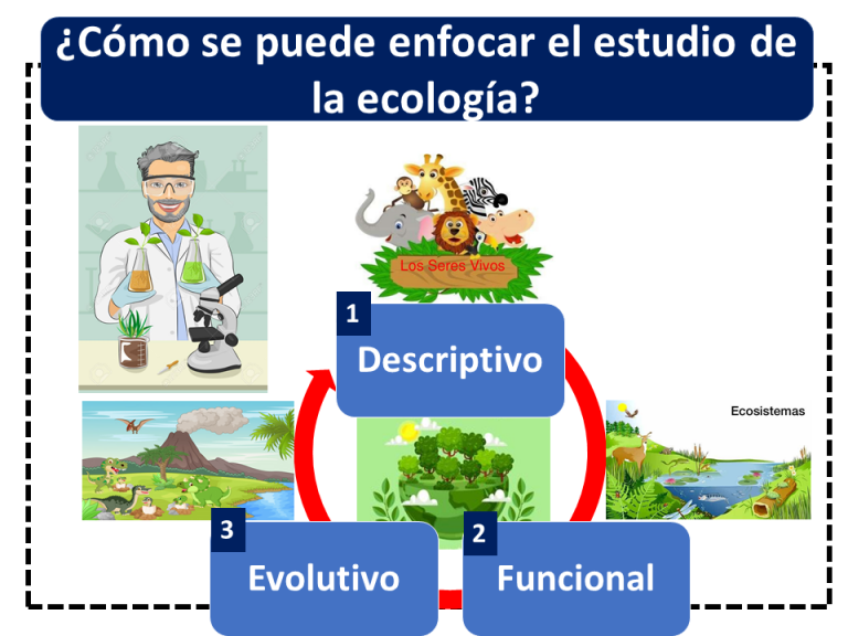 Cual Es El Objetivo De Estudio De La Ecología economipedia.com