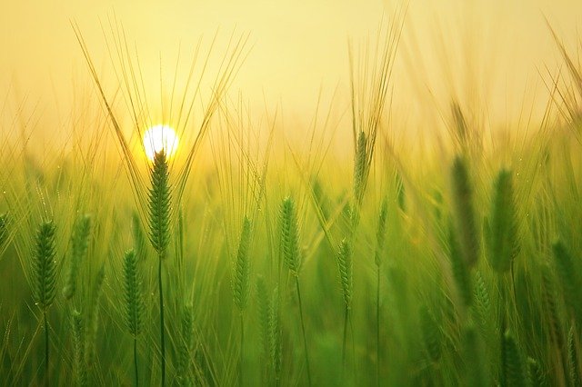 Origen de la agricultura | Economipedia