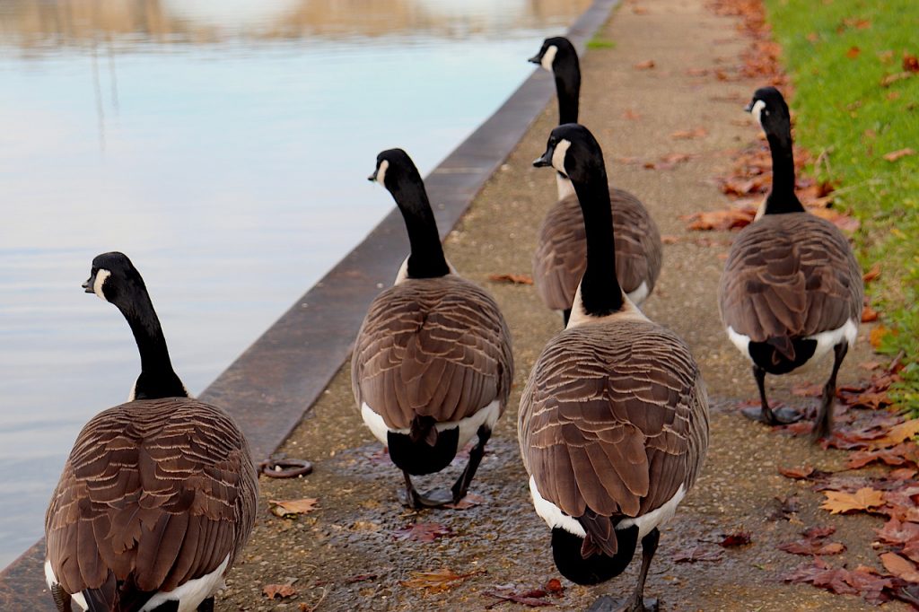 Comportamiento Gregario