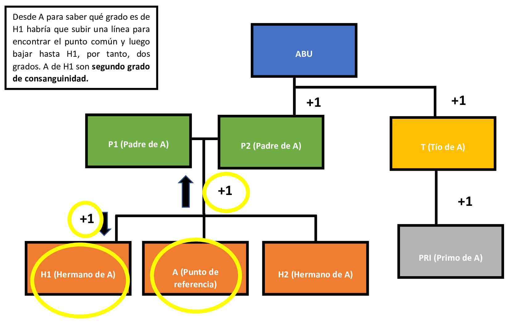Grados de consanguinidad Qué es, definición y concepto