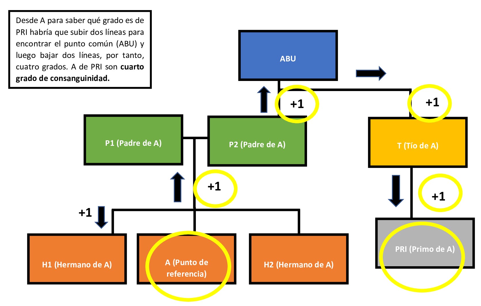 Grados de consanguinidad Qué es, definición y concepto