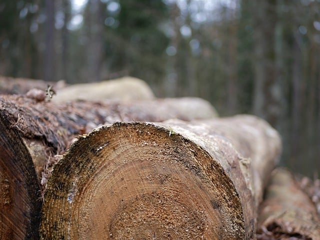 Recursos forestales - Qué es, definición y concepto | 2023 | Economipedia