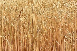 Ventajas Y Desventajas De La Biomasa
